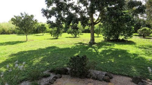 Gumtree On Gillies Bed And Breakfast