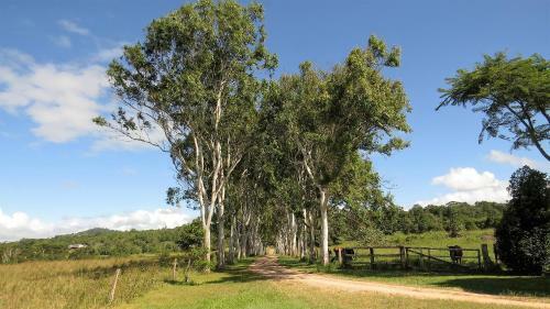 Gumtree On Gillies Bed And Breakfast