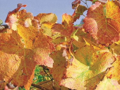 Apartamento Weingut Alfred Huber