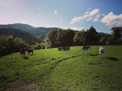 Agroturismo Pagoederraga