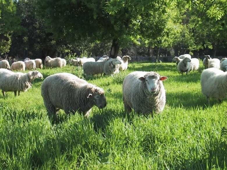 Villa Agroturismo Es Mol� De Son Maiol