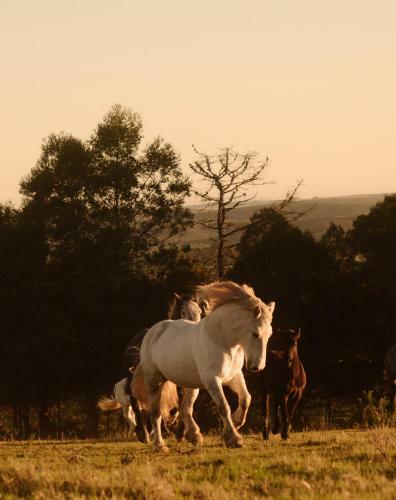 Agroturismo Outeniqua Moon Percheron Stud Farm