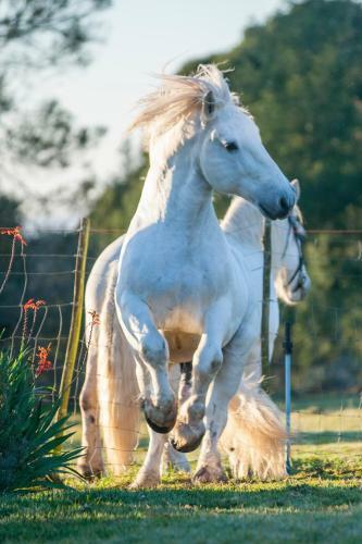 Agroturismo Outeniqua Moon Percheron Stud Farm
