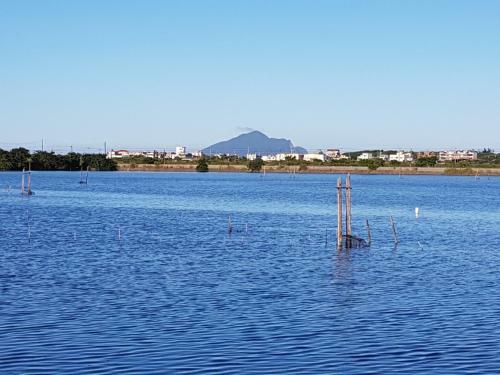 Water Bird Family