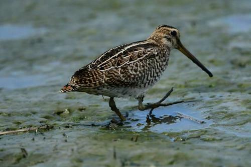 Water Bird Family