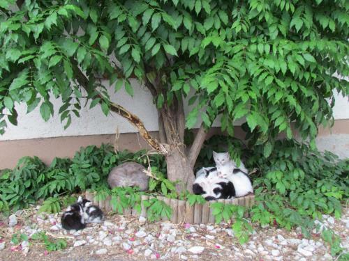 Apartamento Bio- U. Gesundheitsbauernhof Offenbacher