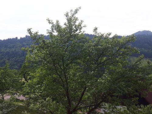 Apartamento Ferienhof Fischer
