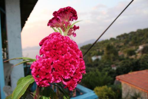 Hostal Faralya Yoruk Evi Hotel