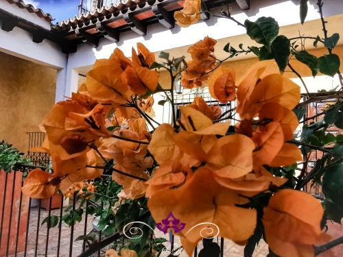 Albergue Maison Bougainvillea