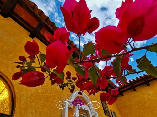 Albergue Maison Bougainvillea