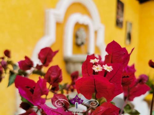 Albergue Maison Bougainvillea
