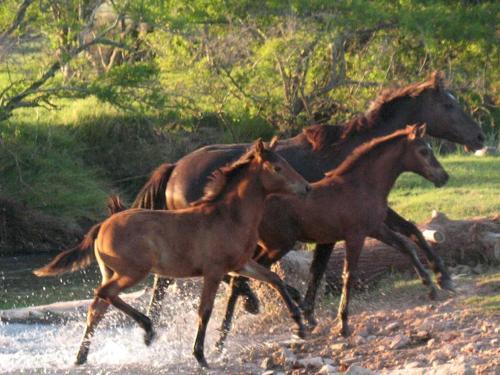Agroturismo Haras El Pensamiento