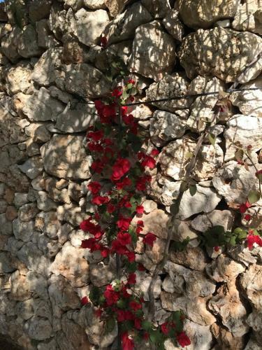 Masseria Gelsi B&B And Events