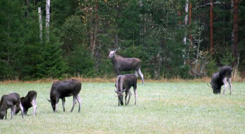 Lodge Kolm�rdstorpet Bloms�tter