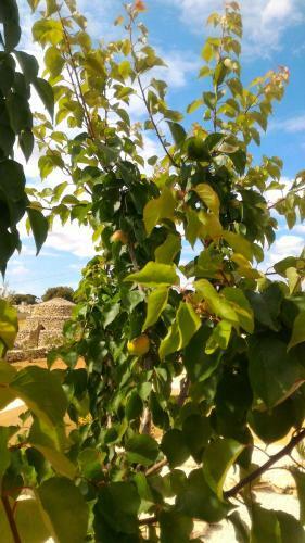 Bed & Breakfast Le Anfore Del Salento