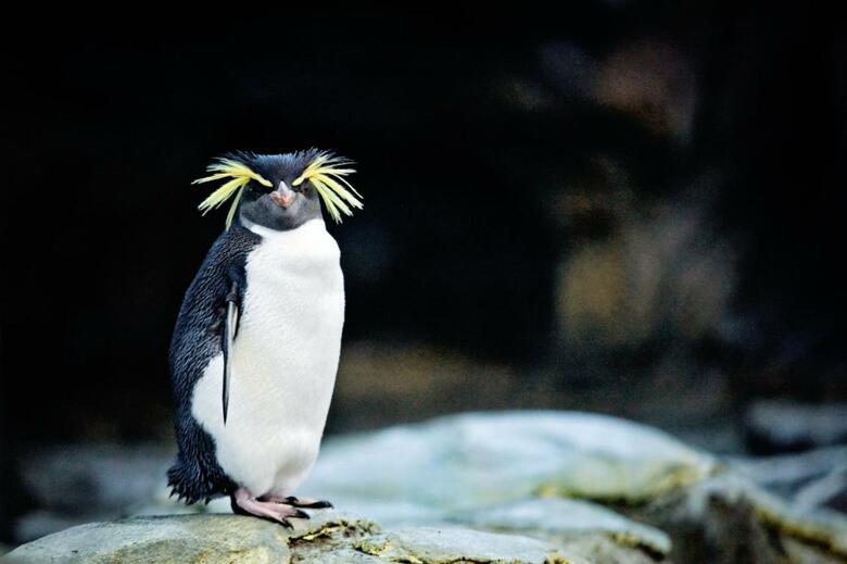 Hotel Holiday Inn Express Calgary Nw - University Area