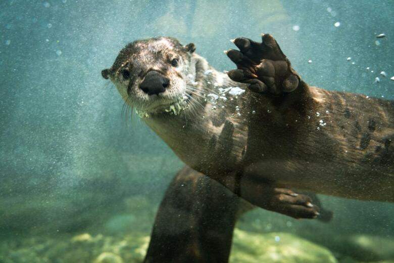 Hotel Holiday Inn Express Calgary Nw - University Area