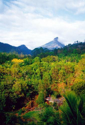 Lodge Mt Warning Rainforest Retreat