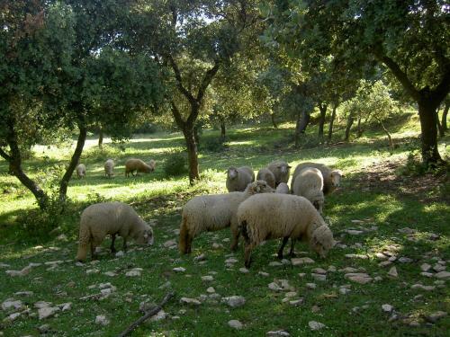 Agroturismo Algaba De Ronda