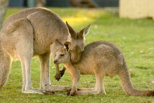 Big4 Tasman Holiday Parks - Racecourse Beach