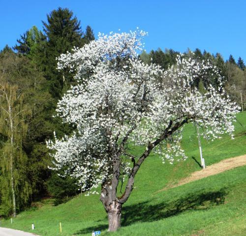Apartamento Ferienwohnungen Bauernhof Schilcher