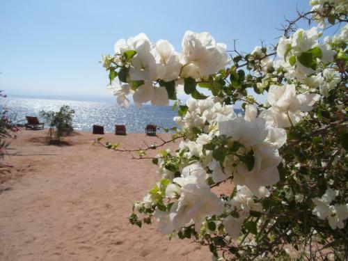 Bedouin Star (ras Shetan Area)