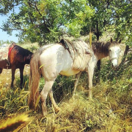 Bed & Breakfast Nisanyan Hotel
