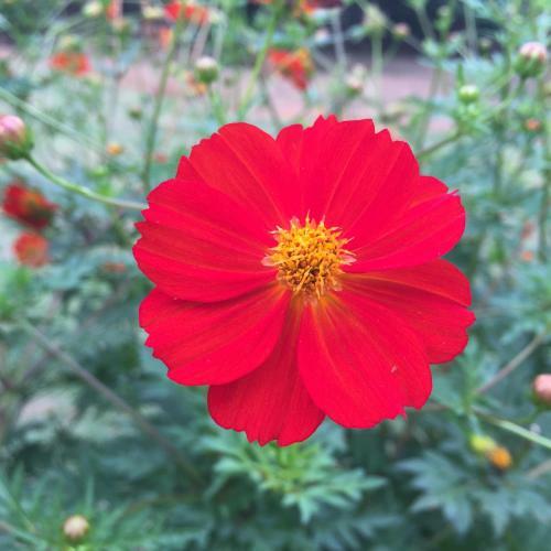 Hostal Pousada Flores Do Campo