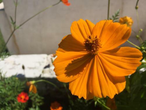 Hostal Pousada Flores Do Campo