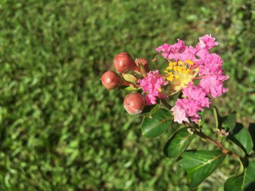 Hostal Pousada Flores Do Campo