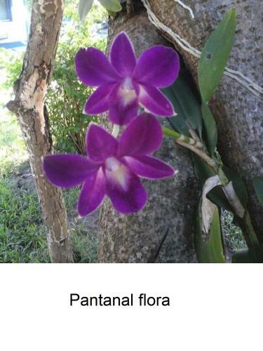 Pantanal Ocelotnatur Hotel