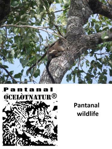 Pantanal Ocelotnatur Hotel