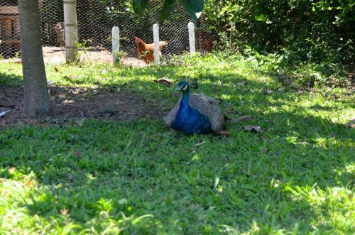 Agroturismo Finca Hotel Azulinas