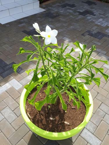 Apartamento The Lush