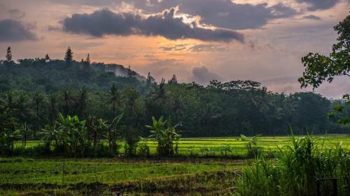 Bed & Breakfast Blue Garden Yogyakarta
