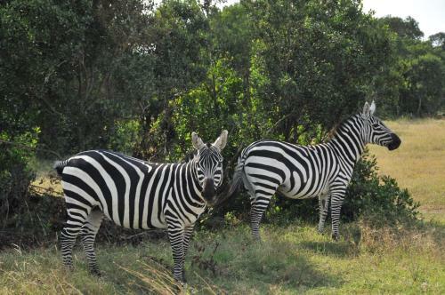 Lodge Sweetwaters Serena Camp
