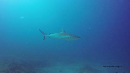 Lodge Dolphin Dhow Safaris