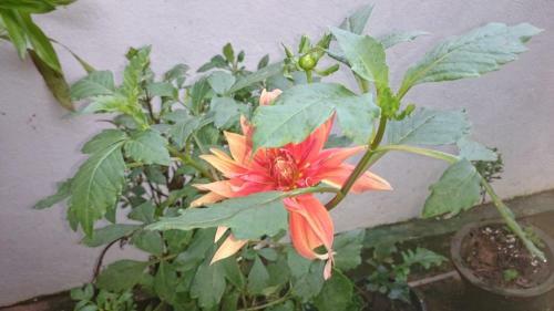Bed & Breakfast Kavirose Holiday Home