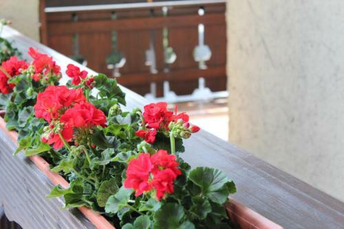 Hostal Birkenhof Pension Mit Herz