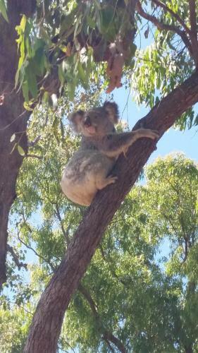 Shambhala Retreat Magnetic Island Cottages