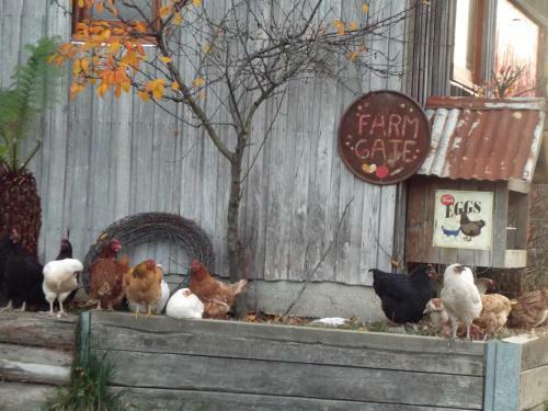 Agroturismo Eden Orchard & Farmstay