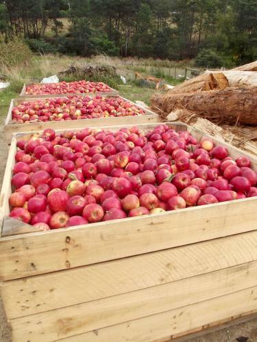 Agroturismo Eden Orchard & Farmstay