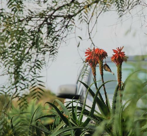 Hostal Yelki By The Sea B&B