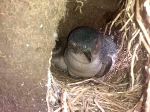 Townhouse Chapel Street