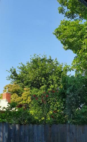 Abelia Cottages Botanical