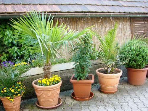 Apartamento Ferienwohnung Deutschle Am Bodensee