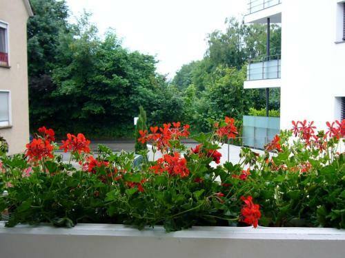 Apartamento Ferienwohnung Deutschle Am Bodensee