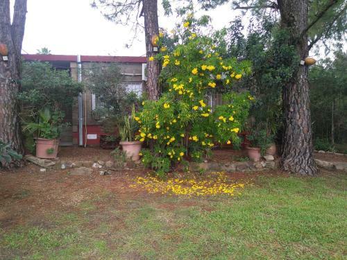 La Casa De Los Pinos