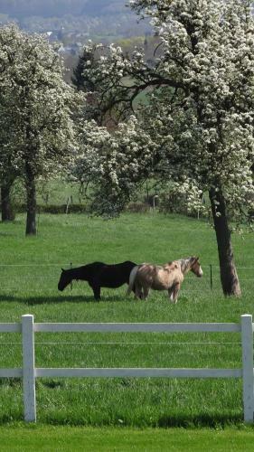 Agroturismo Hoeve Espewey
