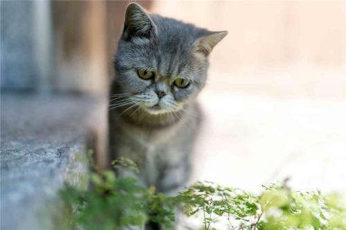 Posada Dali Old Courtyard-style Boutique Hotel